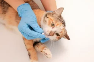 Curiousity Pet Swallow Blog Statestreetvet (1)