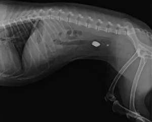Curiousity Pet Swallow Blog Statestreetvet (2)