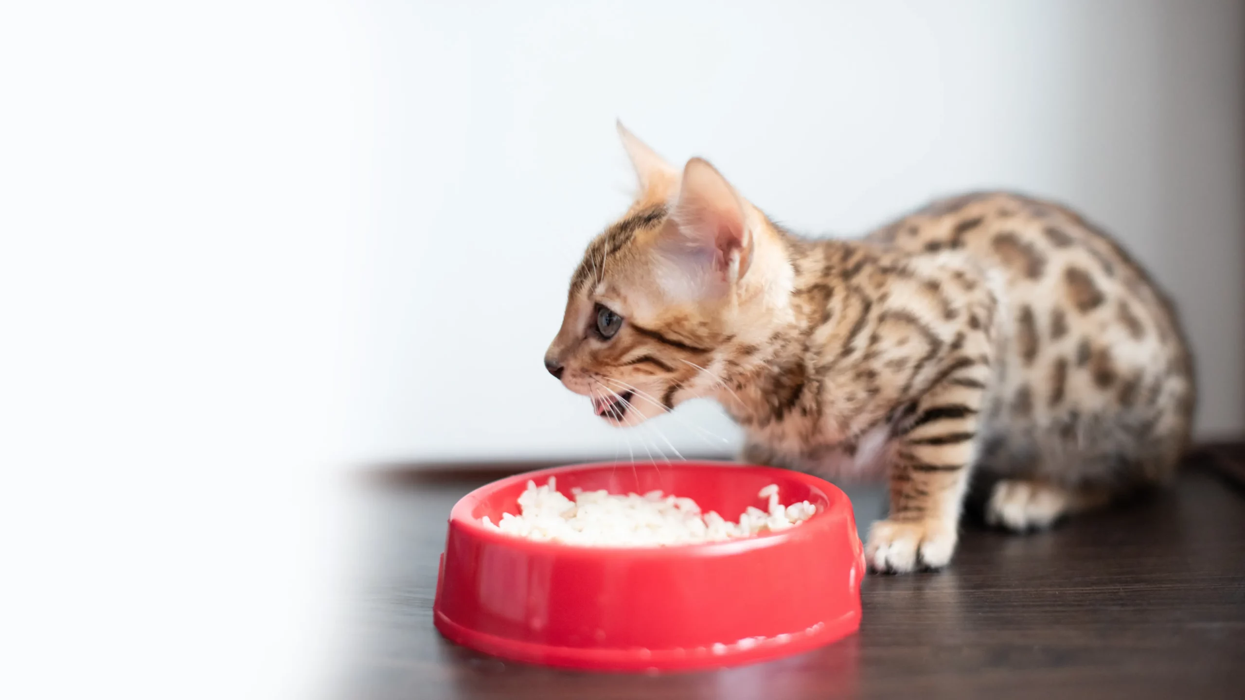When Curiosity Gets Dangerous: What to Do If Your Pet Swallows Something They Shouldn’t