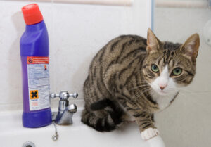Cat,in,bathroom,next,to,toxic,bleach