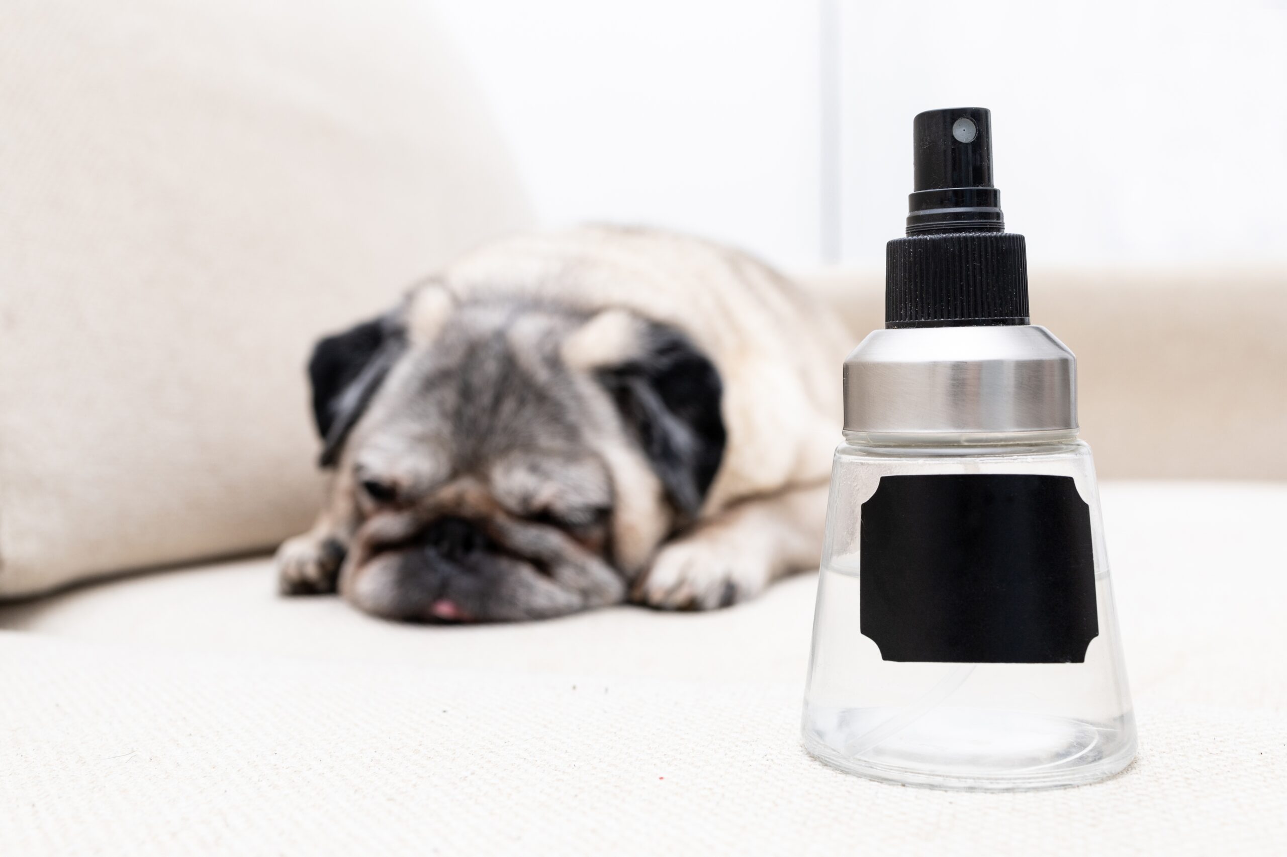 Hidden Dangers at Home: Everyday Items That Can Be Toxic to Pets