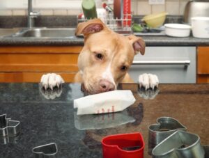 Curious,dog,counter,surfing,on,kitchen,island.,front,view,of