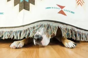 Pet Feel Safe Noise Blog Statestreetvet (1)