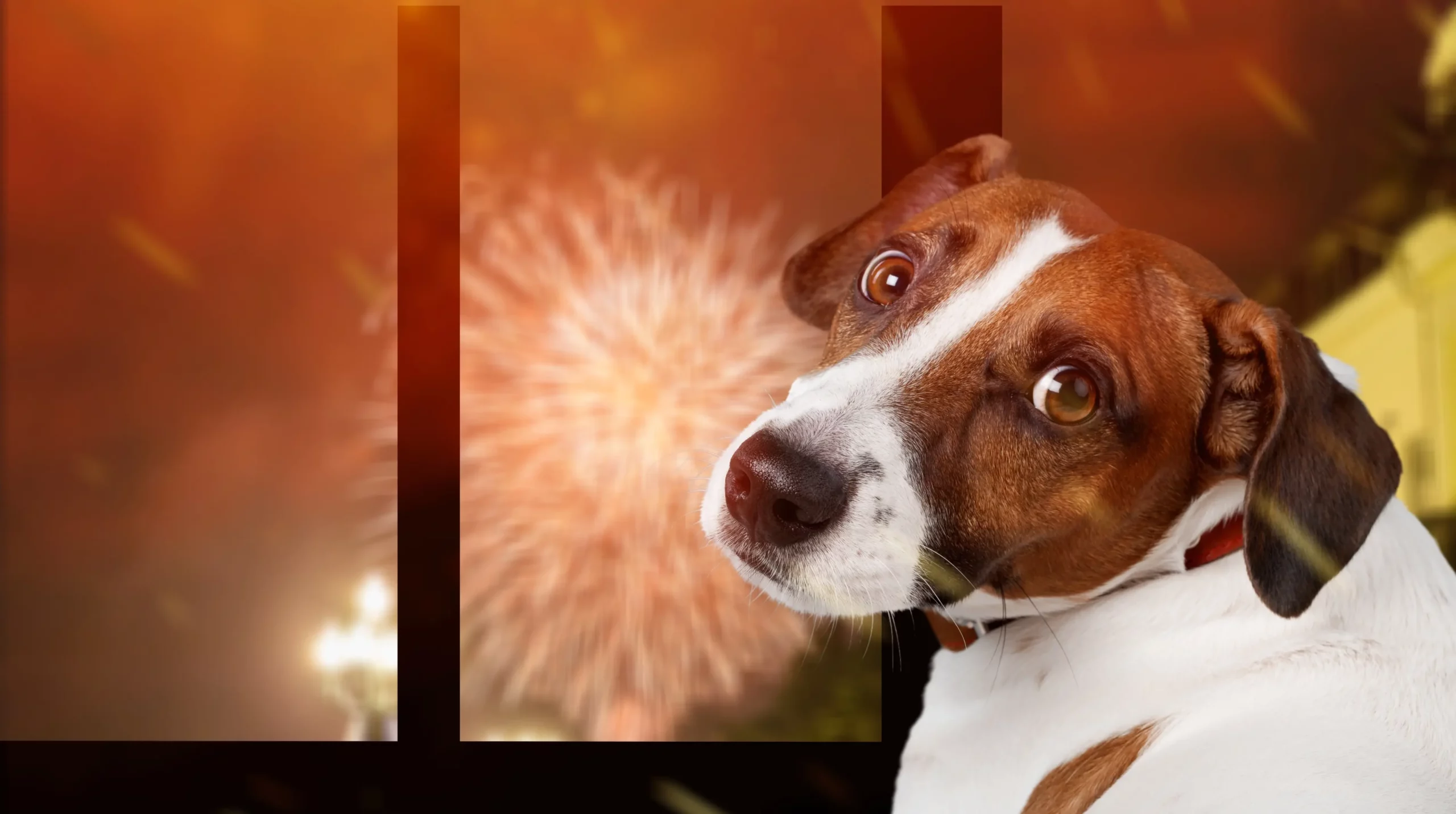 Fireworks, Thunderstorms, and Summer Noise: Helping Your Pet Feel Safe When the World Gets Loud