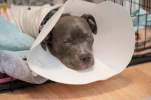 Spaying And Neutering Blog Statestreetvet (1)