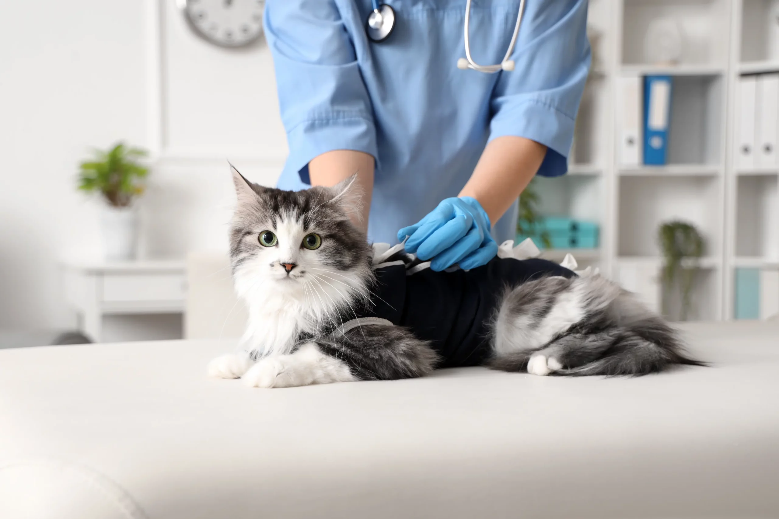 City Streets, Foothill Trails, and Curious Pets: Why Spaying and Neutering Helps Keep Boise Pets Safe