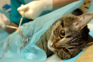 Spaying And Neutering Blog Statestreetvet