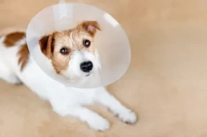 Spaying And Neutering Pet Blog Statestreetvet (1)