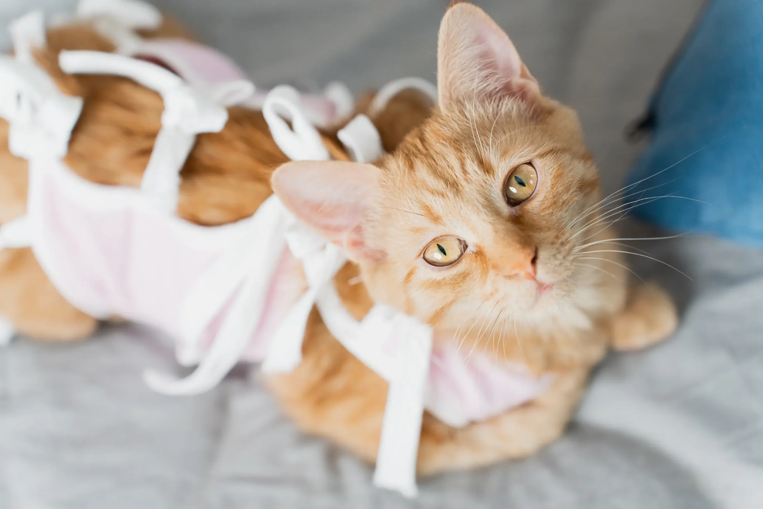 How Spaying and Neutering Can Help Keep Pets Safer During Outdoor Adventures
