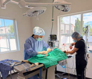 Animal Surgery