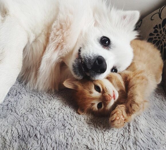 Loving Dog Hug