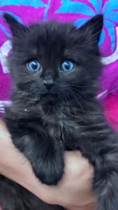 Black Kitten With Blue Eyes