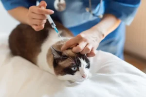 Cat Vaccines