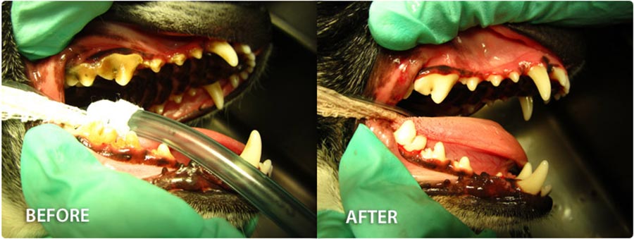 Dental Cleaning For Dog