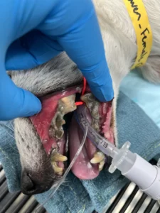 Dental Extraction Before
