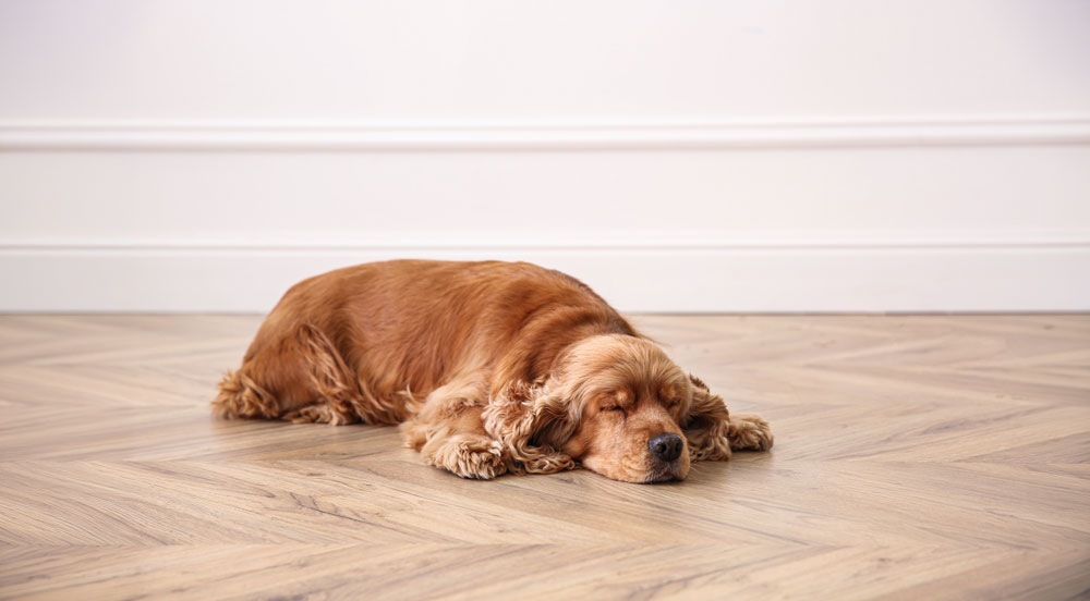 Dog On Ground