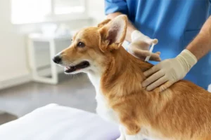 Dog Shots