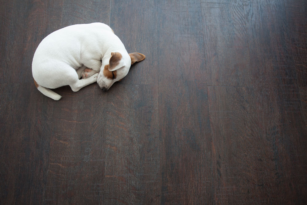Don’t Wait for a Heat Emergency: How to Protect Your Pet from Heatstroke This Summer