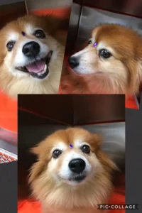 Happy Dog