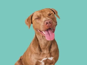 Happy Pit Mix
