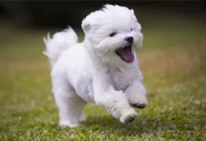 Maltese Running