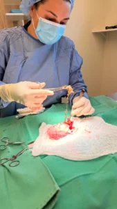 Pet Surgery By Vet