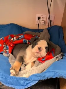 Pit Puppy