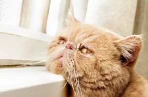 Sad Cat
