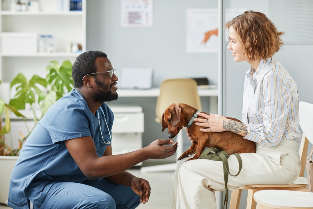 Your Pet Looks Healthy, But What About Parasites? A Boise Guide to Fleas, Ticks, Mosquitoes, and Heartworms