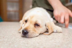 Sick Puppy