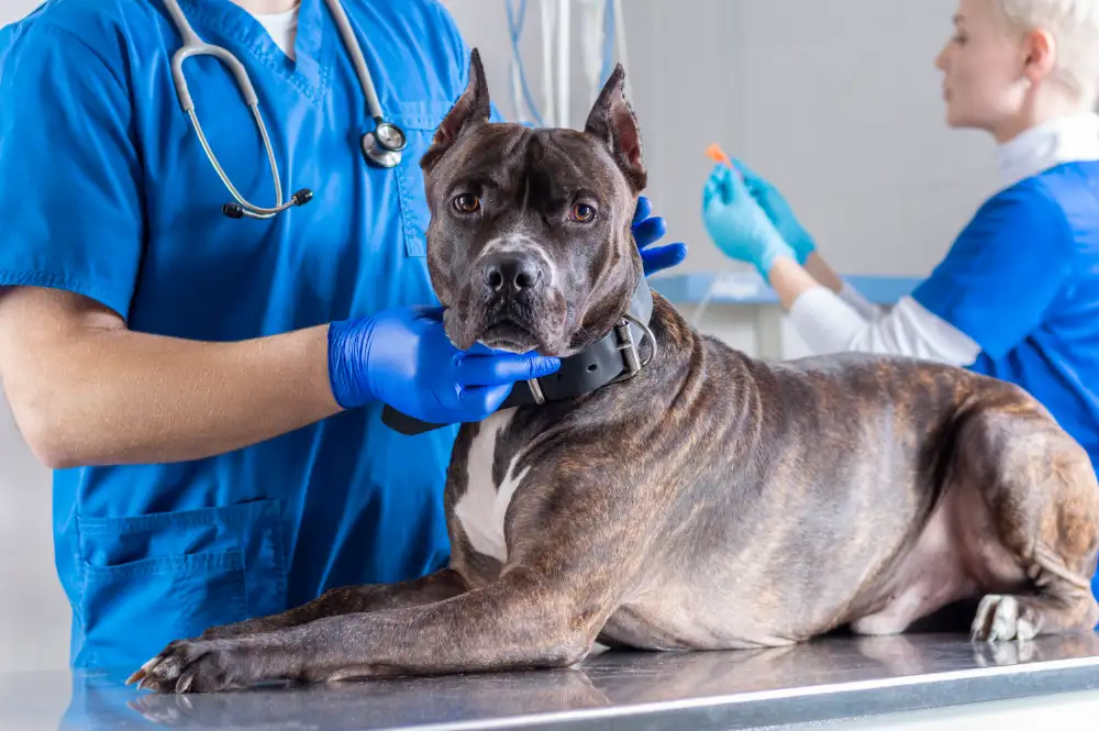 Vet Exam