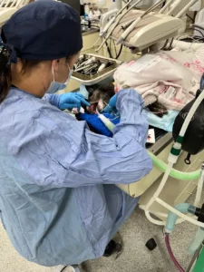 Veterianarian During Surgery
