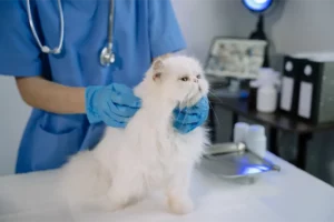 White Cat At Vet